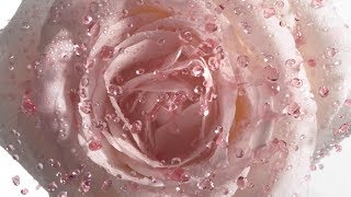 Dior Prestige La Micro-Huile De Rose