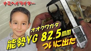 オオクワガタ 能勢YG ついに80㎜オーバー やったぜ!!　＃034【モトブログ】ナミヘイライダー