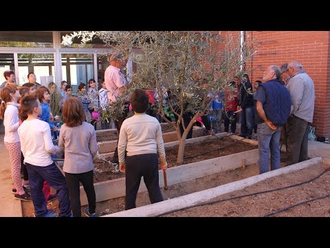 Vídeo: Què són els pèsols mestre: cultivar els pèsols mestre al jardí