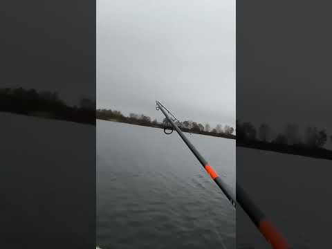 Результативная поклёвка 27.10.24 #fishing #рыбалка #рыба #спиннинг #джиг