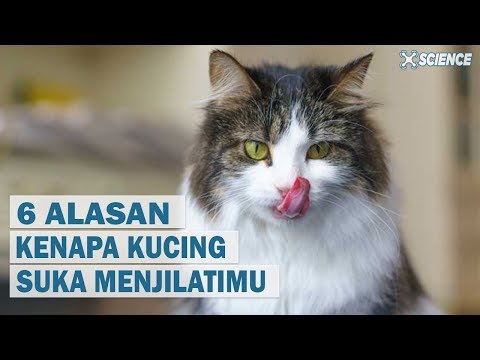 Video: Mengapa Kucing Saya Menjilat Saya?