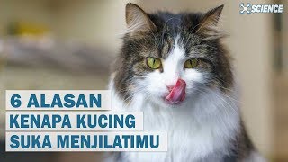 Why Do Cats Lick You? 6 Things to Know