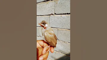تغريد بلبل صغير 