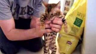 Our new Bengal Kitten 2