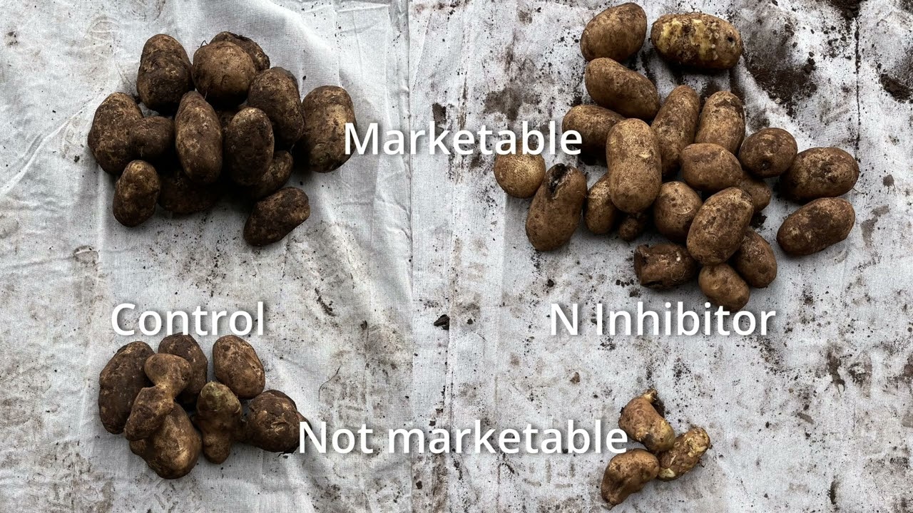 PotatoLink: Victorian demonstration: Nutrient use efficiencies in