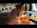 柴犬（豆柴）みかん｜病院に気づく！？そして帰宅後は拗ねる。