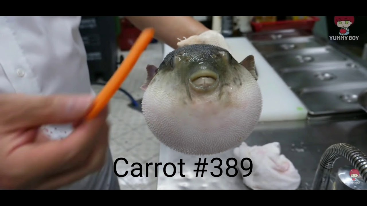 Puffer fish eating a carrot 389 YouTube