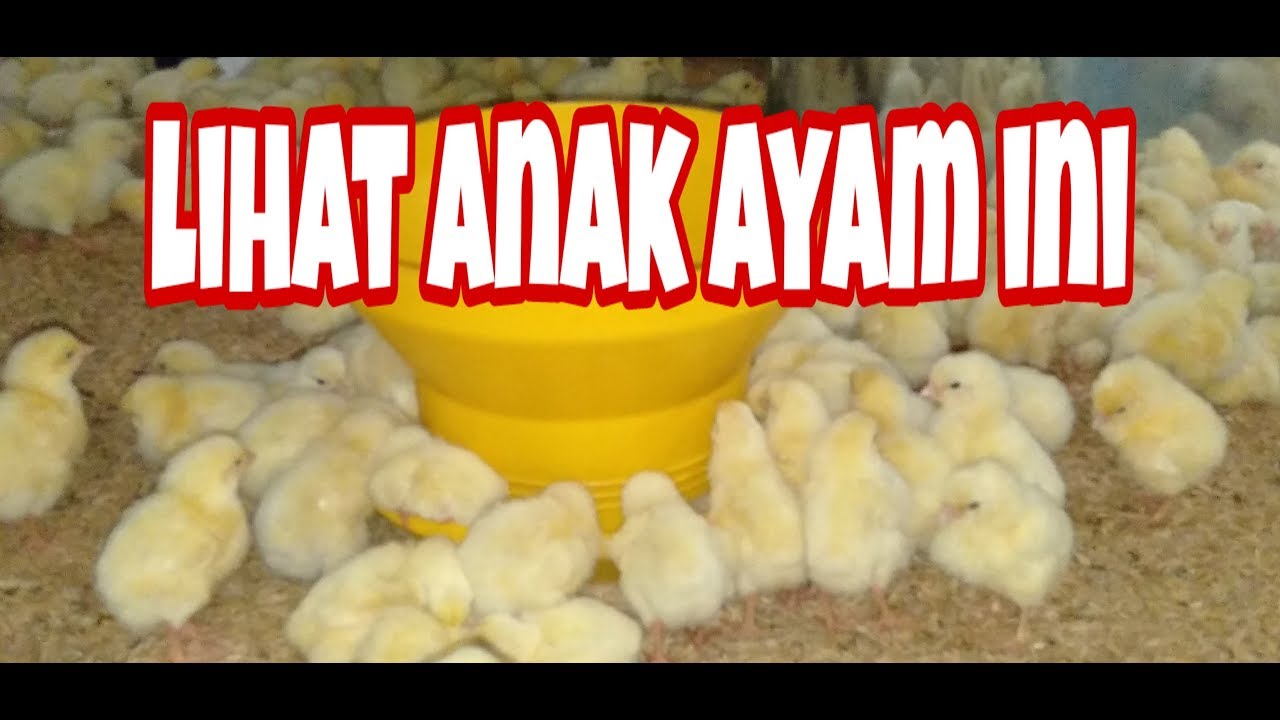 CARA TERNAK AYAM BROILER 