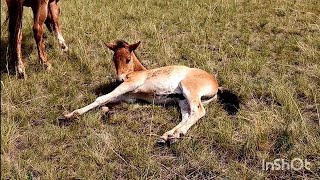 Лошади в поле. Жеребята резвятся! #коневодство