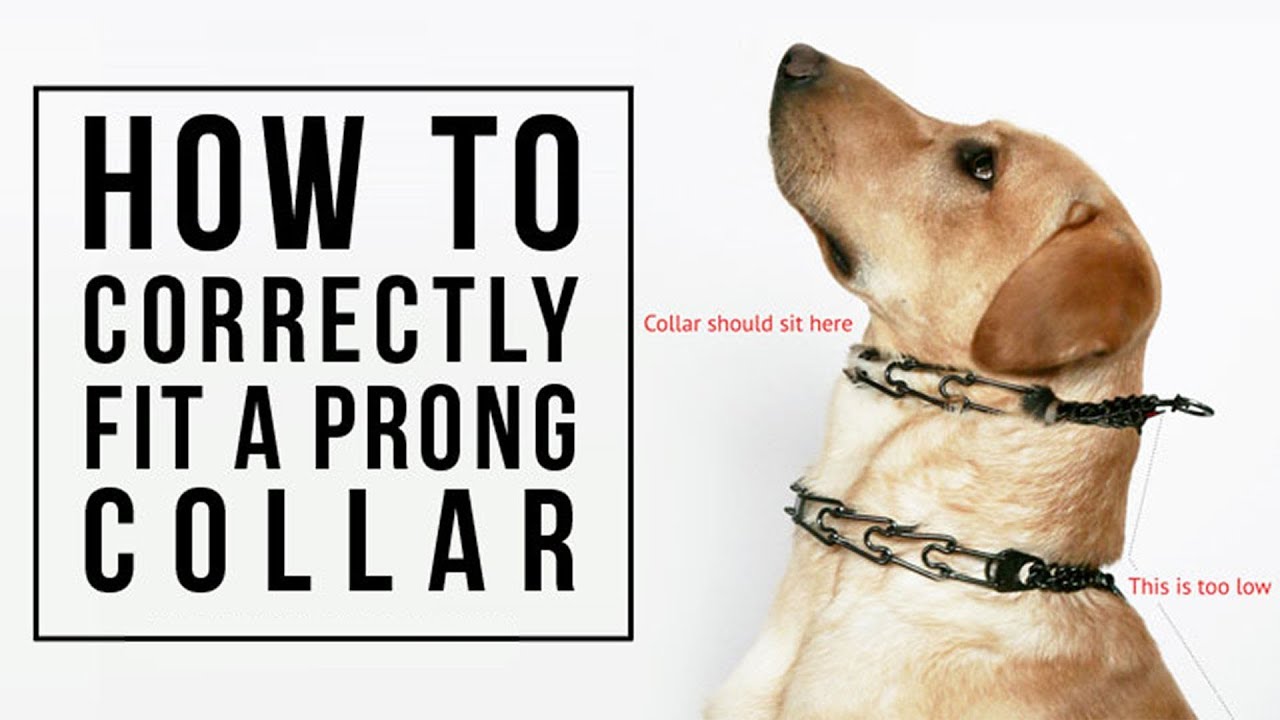 How to Correctly Fit a Prong Collar 