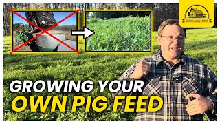 Swine Superfoods: How to Pick the Best Cover Crops for Your Pigs