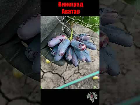 Video: Garnacha жүзүм сорту: сүрөттөлүшү, даамы, өстүрүү жана кам көрүү, сүрөт