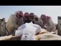 قصيدة مؤثرة دع عنك عذ ل ي يا من كان يعذ ل ني الشيخ أحمد حمادي