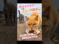 猫風邪気味だけど食欲満点トラコ🐱💯 #猫島 #姫島 #cat #地域猫活動 #姫ねこ