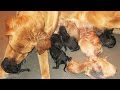 Watch Goldendoodle Puppies Being Born - Aspen's First Litter of 12