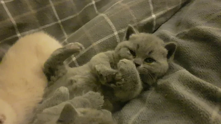 Video 2076361: british shorthair, cattery calmcat, calmcat uk, litter