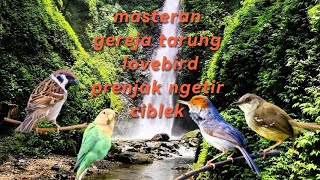 Masteran Burung Gereja Tarung Lovebird Prenjak Ngetir Ciblek