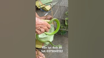 Cao thủ bắt rắn lục đuôi đỏ cực độc bằng tay ko liều mạng nhất hành tinh là đây p2