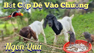 Thả Cặp Dê Vào Chuồng Lợn Và Theo Bố Thả Lưới  Kiếm Mồi Cho Bìm bịp  /Nhân Tạ Mốt by Nhân Tạ Mốt 14,549 views 2 weeks ago 20 minutes