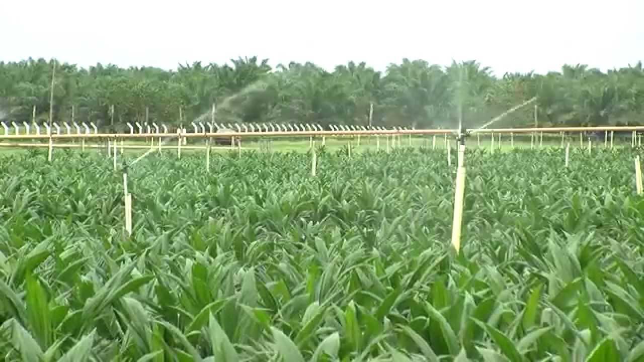 Cultivo De Palma Africana En Colombia