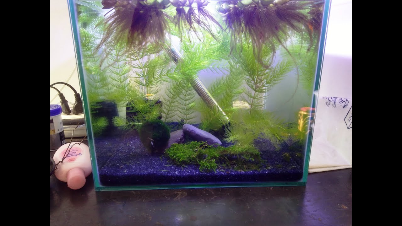 setting up a shrimp tank setting up a shrimp tank