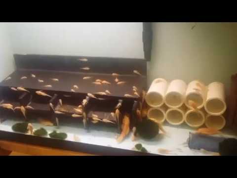 pythons for sale Just a quick update
