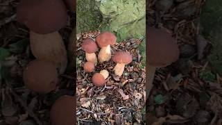 PORCINI REUNION 🏴󠁧󠁢󠁥󠁮󠁧󠁿 #cepes #fungi #mushroom #pilze #boletus #food #funghi #funghi