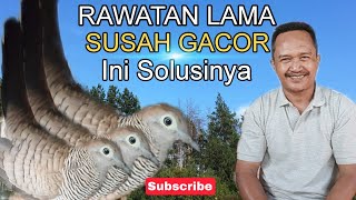 3 Cara Paling Mudah Mengatasi Perkutut Susah Bunyi