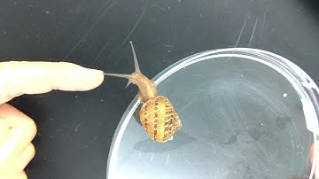 Snail Movement Observation