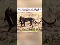 100キロのイボイノシシを木の上へ!? ヒョウの驚異のパワーに衝撃！ #ヒョウ #イボイノシシ #ハイエナ #野生動物 #アフリカサバンナ