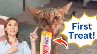 Cat Treat Mission: Embarking On An Epic Journey To China! by MeloCat 592 views 3 months ago 6 minutes, 28 seconds