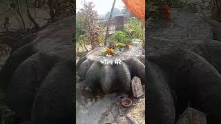 भोला मेरे हर हर महादेव pradeepmishra ||bholaparadoxviral