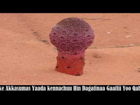 BARNOOTA FAYYAA MATA DURERN TOOMAA BASHOO طرثوث 1