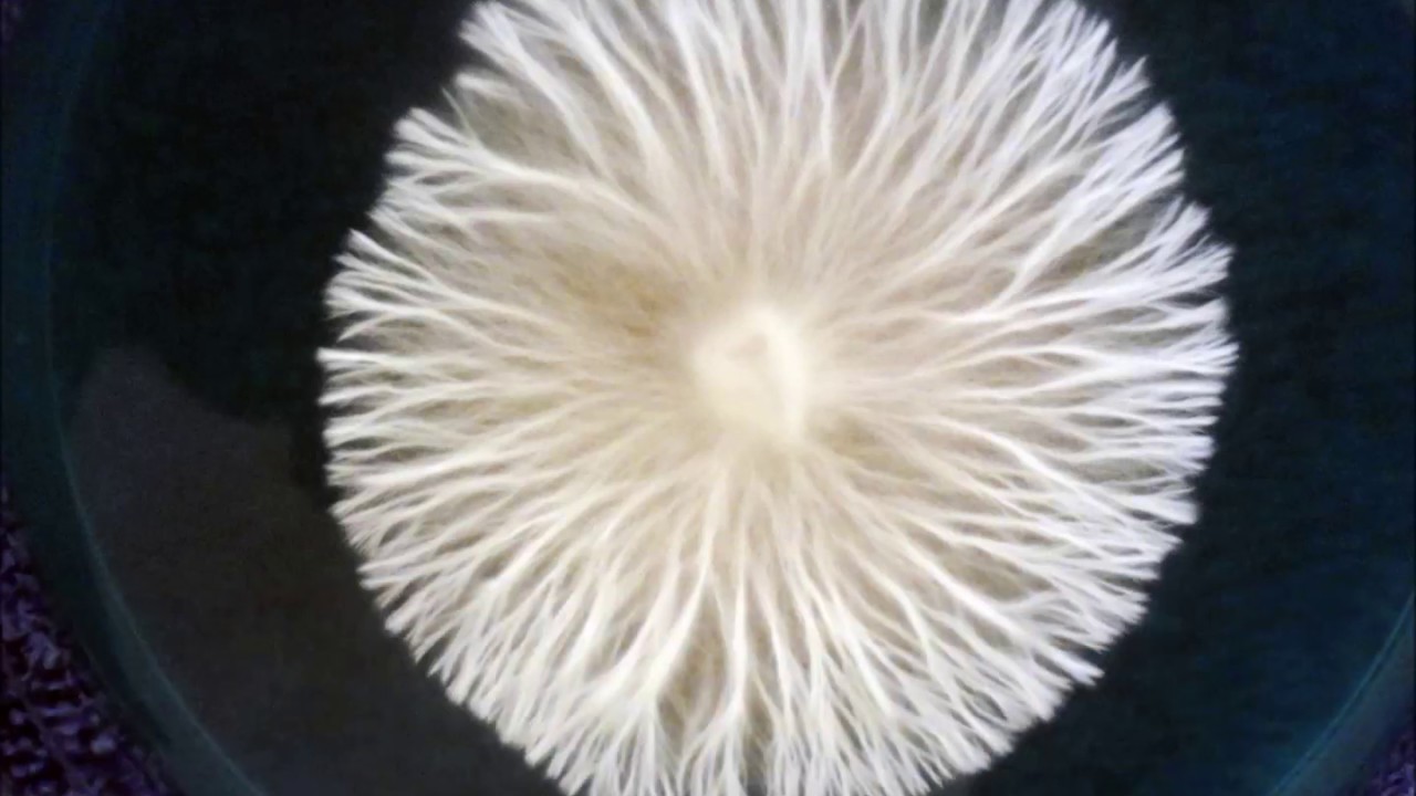 Riproduzione sessuata nei Basidiomiceti, omotallismo, eterotallismo ed alleli di compatibilità