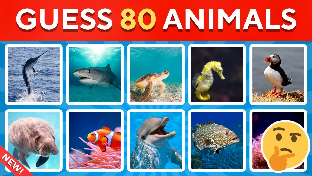 Guess the SEA ANIMAL! 🌊🐠 | 80 Ocean Creatures Quiz Challenge - YouTube