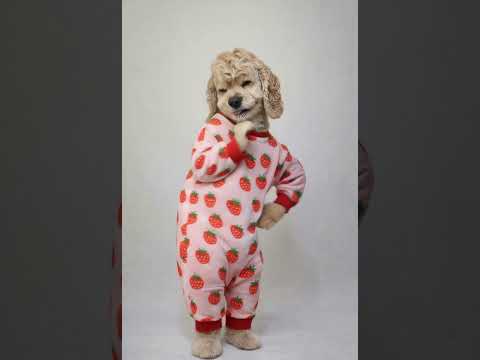 #반려견댄스챌린지#애완동물#똥강아지