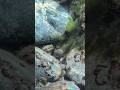 Ocean Creature Found While Snorkeling | Underwater Creature Identification Challenge. Marine species