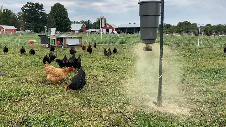 Automated Pasture Chicken System - Following Cattle/Sheep Rotation (3 day)