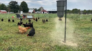 Automated Pasture Chicken System - Following Cattle/Sheep Rotation (3 day)