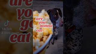 eat German Shorthaired Pointer GSP puppy ???shorts ytshorts dog puppy viral