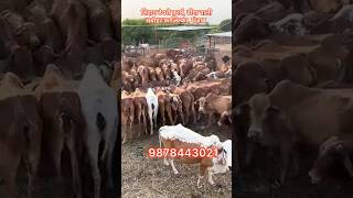 Sahiwal गायों का खजाना, ढींगा वाली अबोहर फ़ाज़िल्का पंजाब #cow #dairyfarming #sahiwalbreed #viral