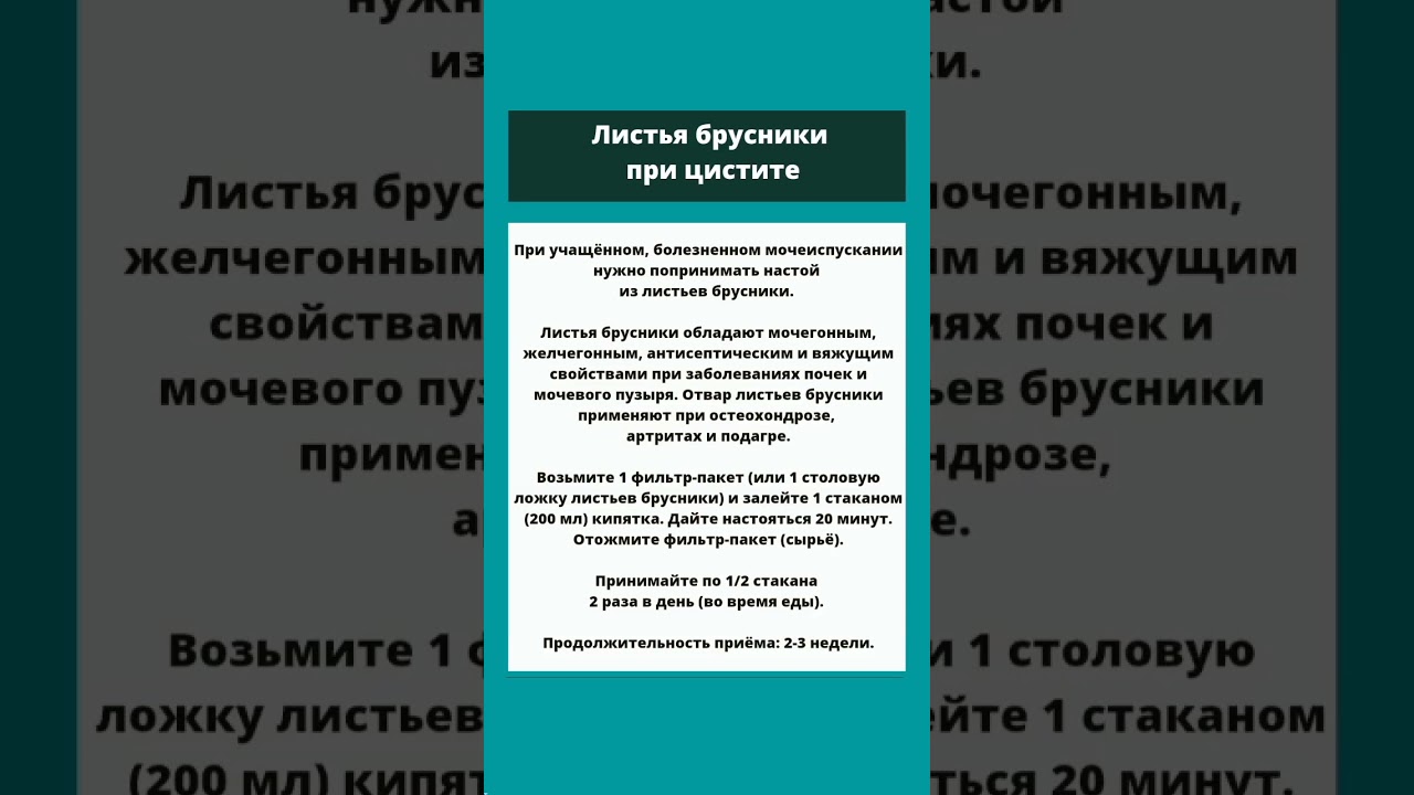 Листья брусники при цистите #shorts #здоровье #аптечка #полезныесоветы #зож
