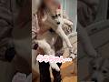 成長が早すぎる赤ちゃんハスキー #シベリアンハスキー #ハスキー #猫