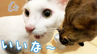 ご飯を吐いたマロに特別夜ご飯をあげるとこうなります