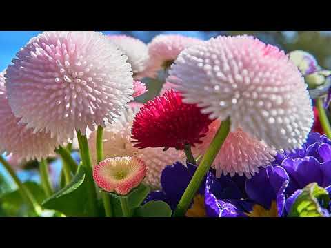 Las 20 flores mas bellas del mundo HD 1080p