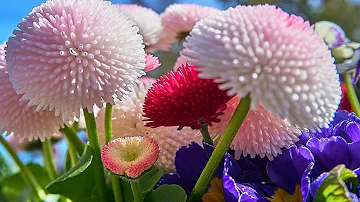 ¿Cuál es el color de flor más popular?