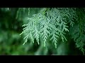 Relaxing Music &amp; Rain Sounds: Beautiful Piano Music, Sleep Music, Meditation Music, Stress Relief