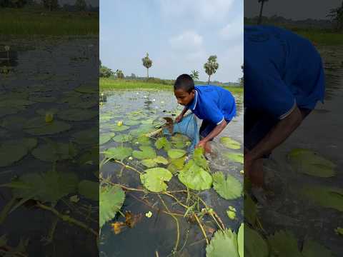 Traditional Push Net Fishing in Beel #fishing #netfishing #shorts