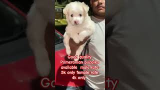 good quality Pomeranian puppies available #trending #dog #viral #puppy #dogbreed