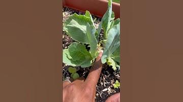 I Grew 4 More Cabbages From The Scraps Of A Store Bought Cabbage | Urban Zero Waste Gardening